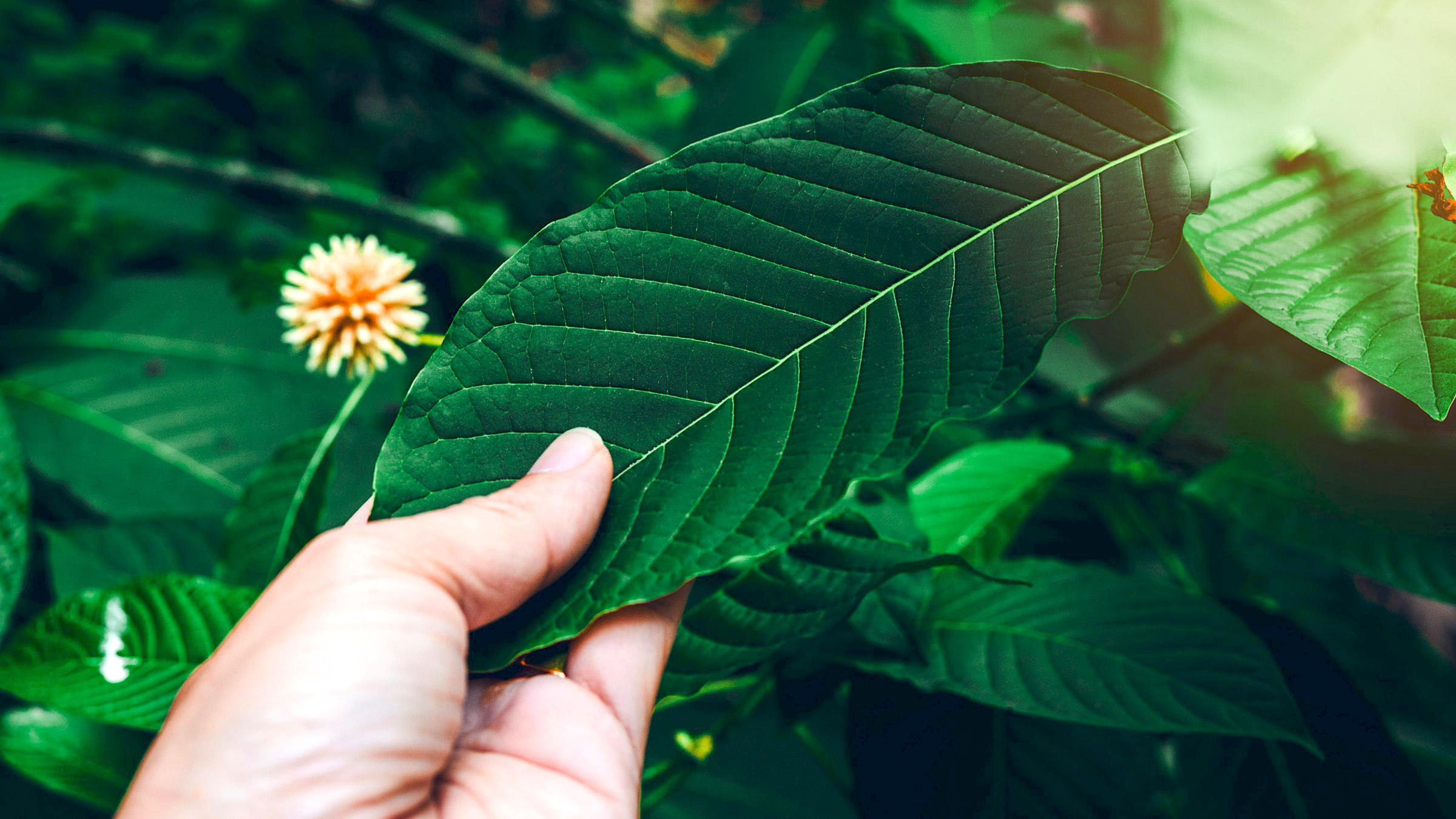 Traditional Thai Kratom Tea: Your Complete Wellness Companion
