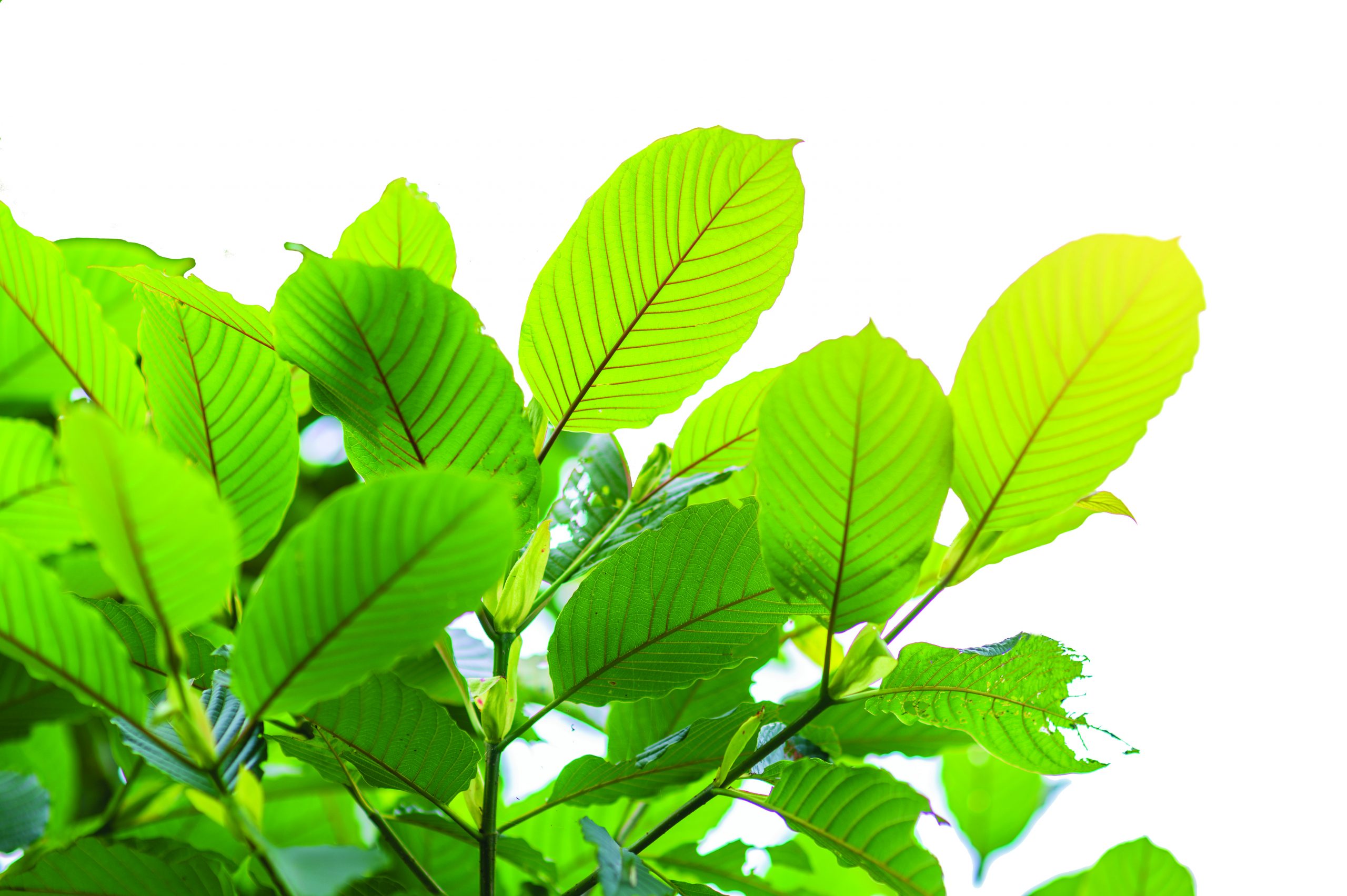 Why Travelers Love This Kratom Tea Shop Chiang Mai