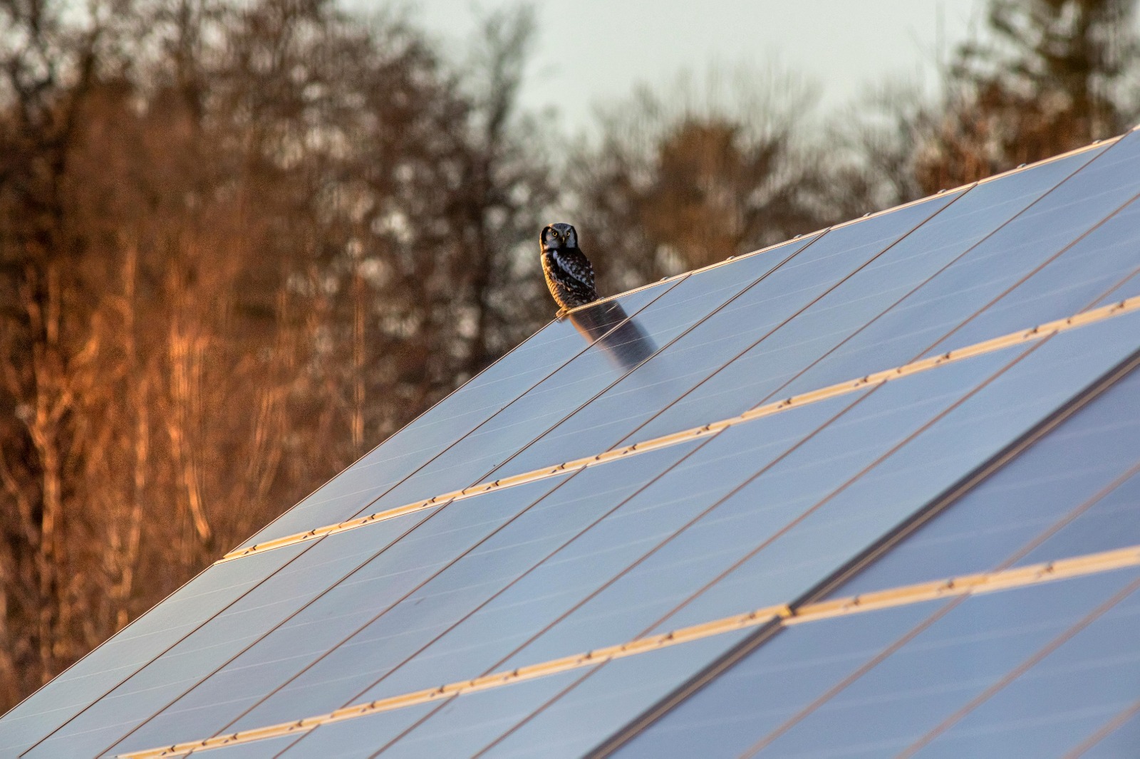 Why Choose Solar Panel Installation Leicester for Your Property