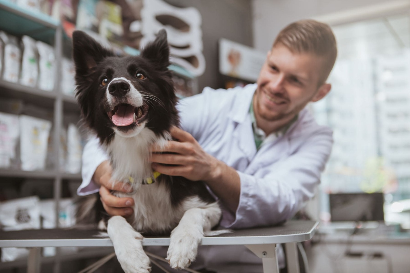 Quick Pet Certificates for Your Trip via Vet Home Certs