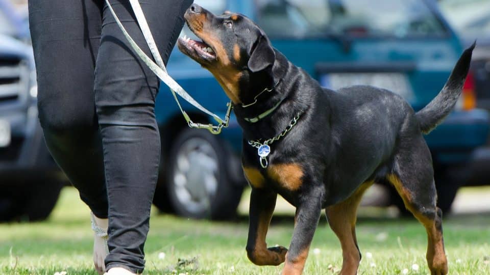 Expert Dog Training Evaluation Phoenix AZ - What to Expect & Why It Matters
